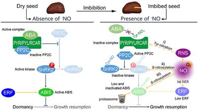 Corrigendum: Nitric Oxide Enables Germination by a Four-Pronged Attack on ABA-Induced Seed Dormancy